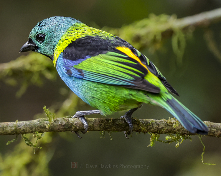 GREEN-HEADED TANAGER