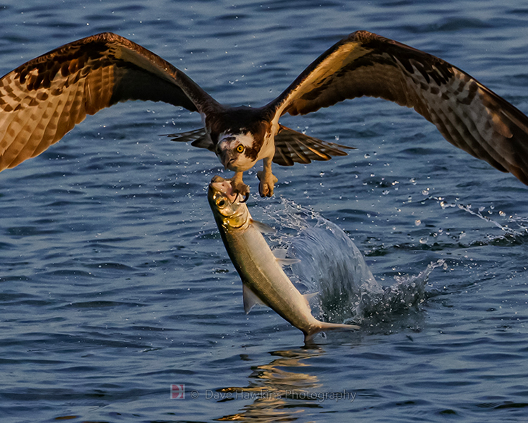 OSPREY and Ladyfish