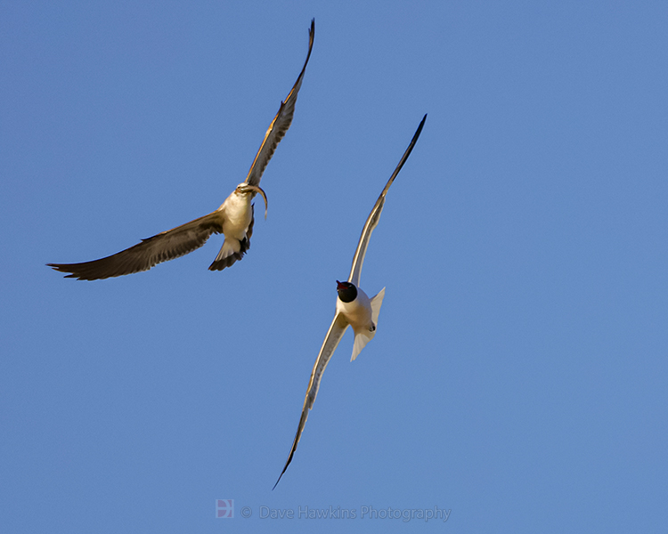 LAUGHING GULLS