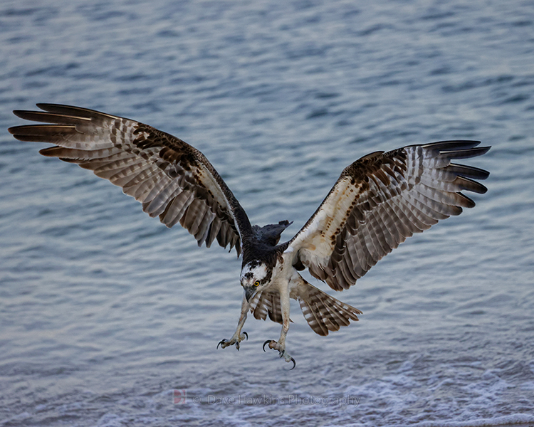 OSPREY