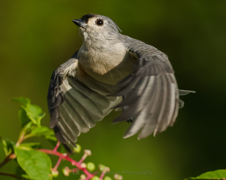 TUFTED TITMOUSE