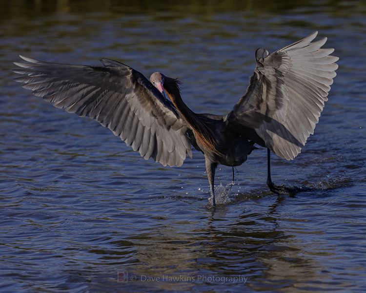 REDDISH EGRET