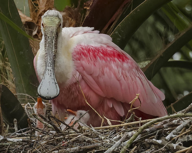 ROSEATE SPOONBILL