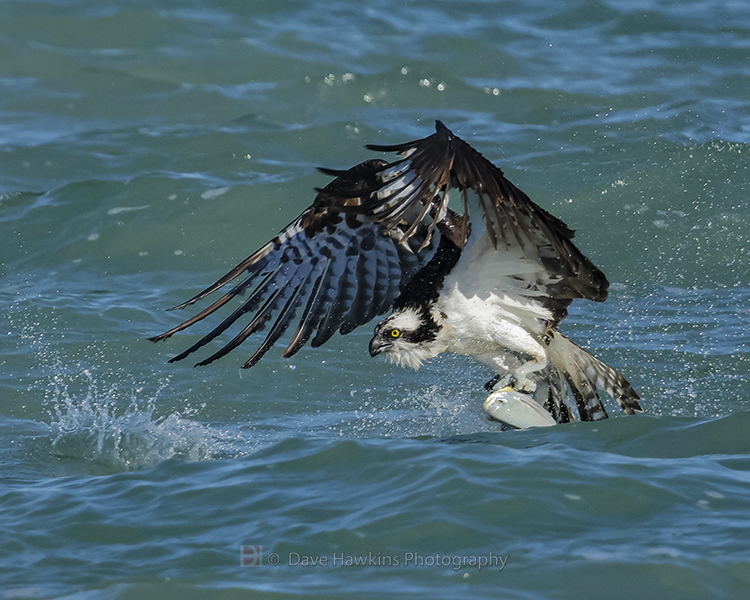 OSPREY