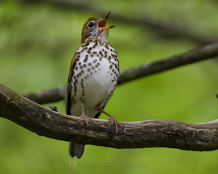 WOOD THRUSH