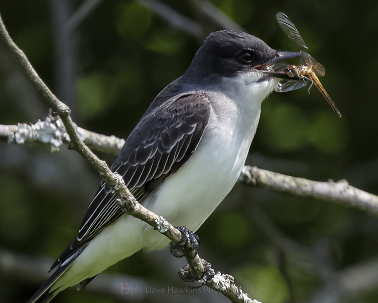 EASTERN KINGBIRD (with dragonfly)