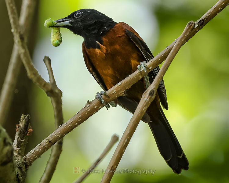 ORCHARD ORIOLE