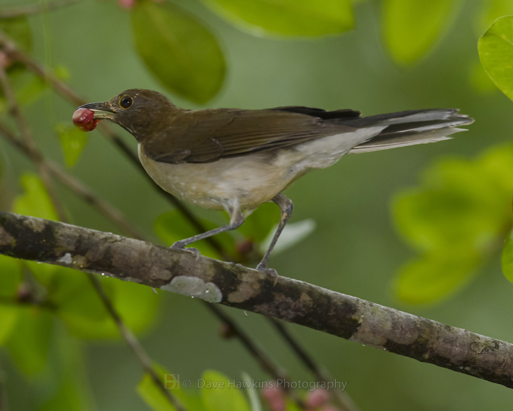 WHITE-NECKED THRUSH