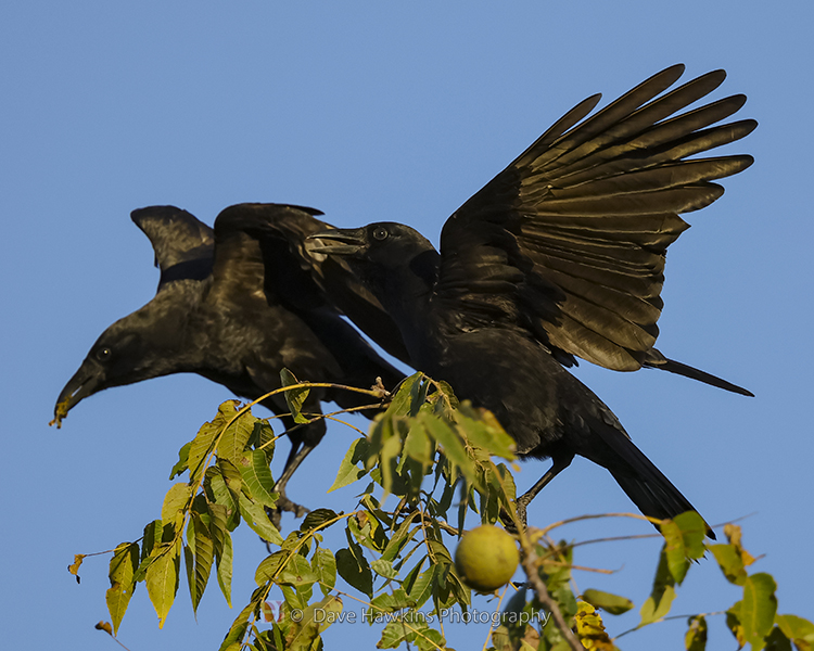 AMERICAN CROW