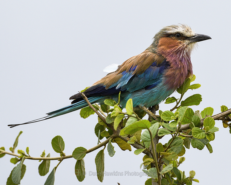 LILAC-BREASTED ROLLER