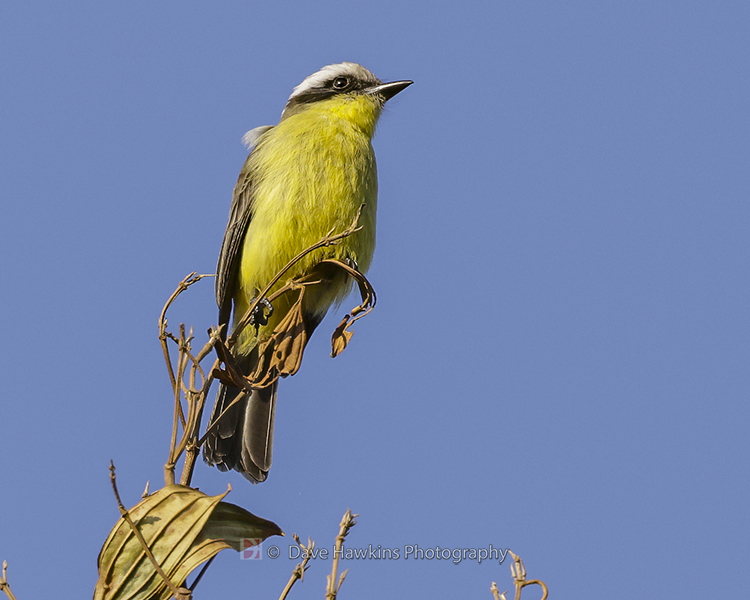 THREE-STRIPED FLYCATCHER