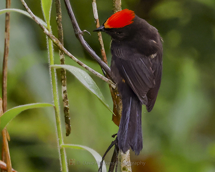 FLAME-CRESTED TANAGER