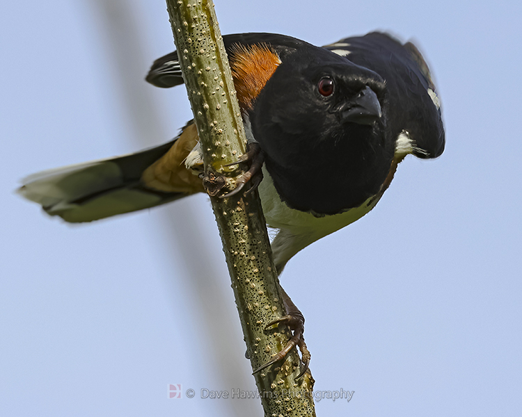 EASTERN TOWHEE ♂