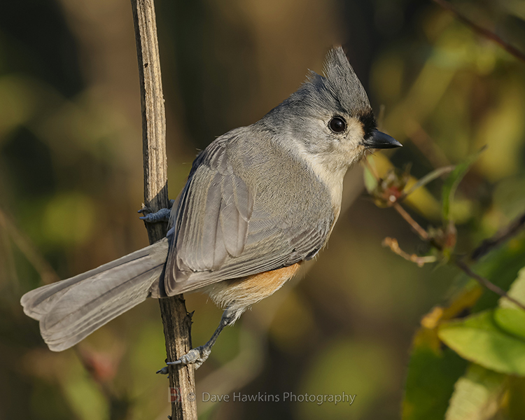 TUFTED TITMOUSE