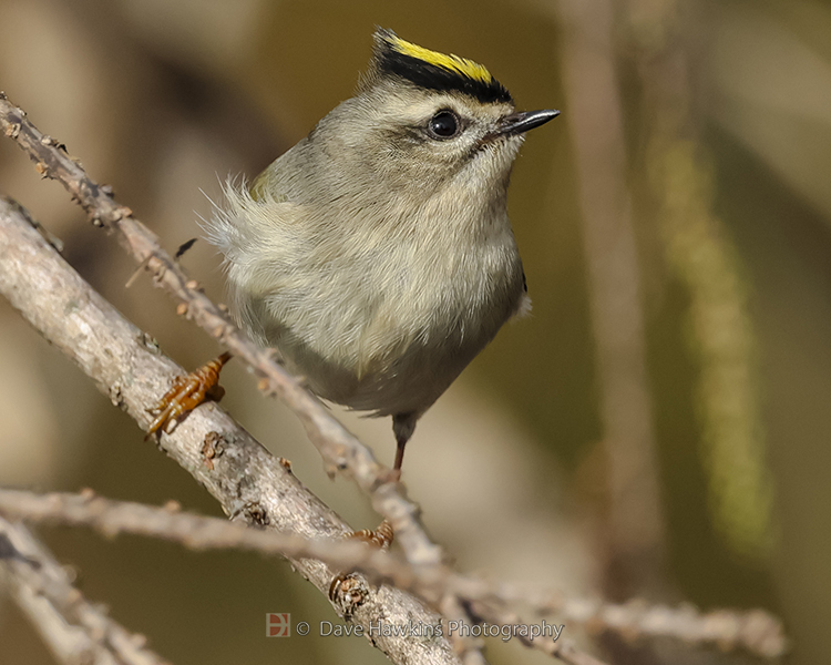 GOLDEN-CROWNED KINGLET
