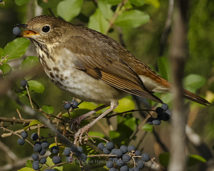 HERMIT THRUSH
