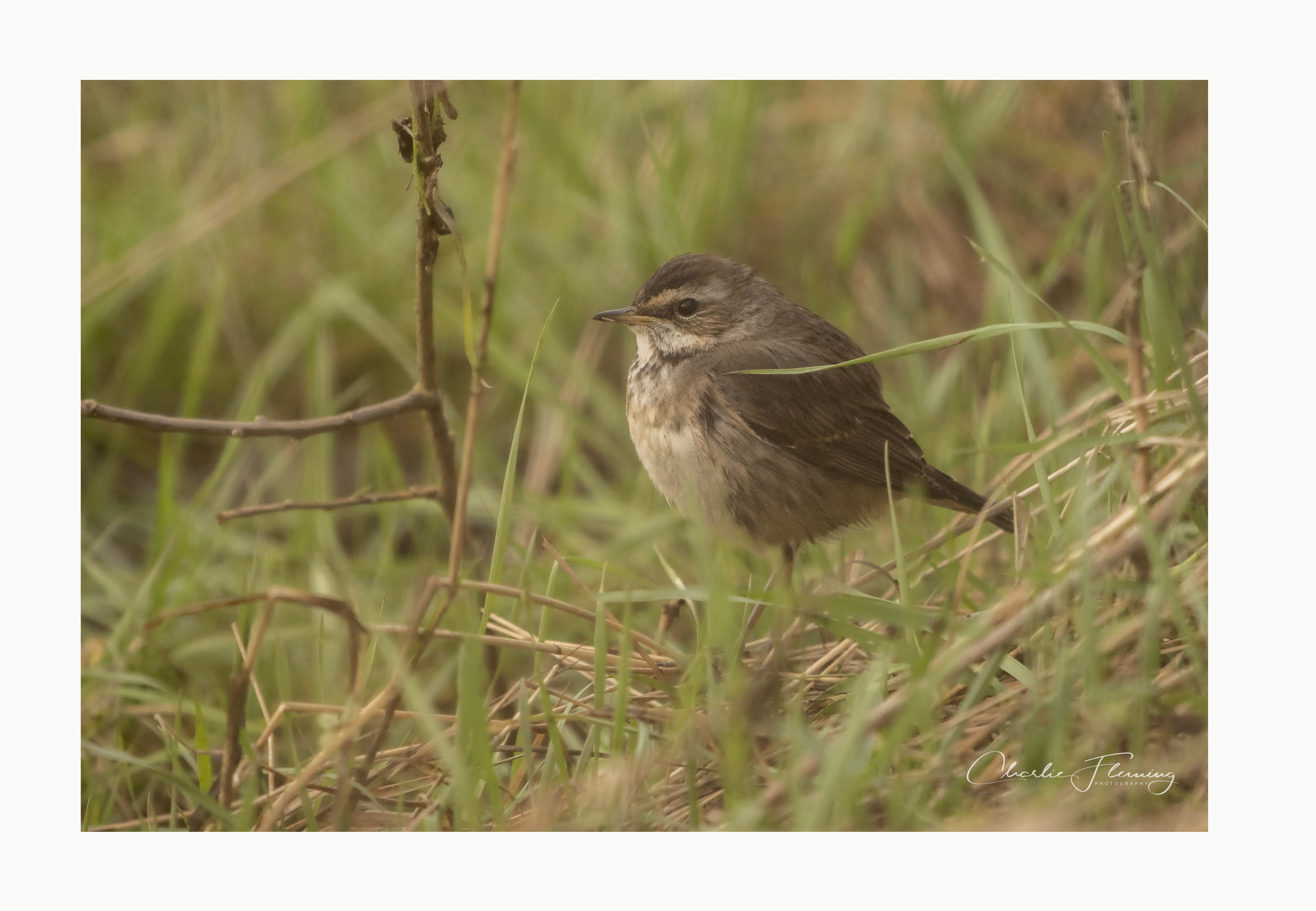 Bluethroat - 