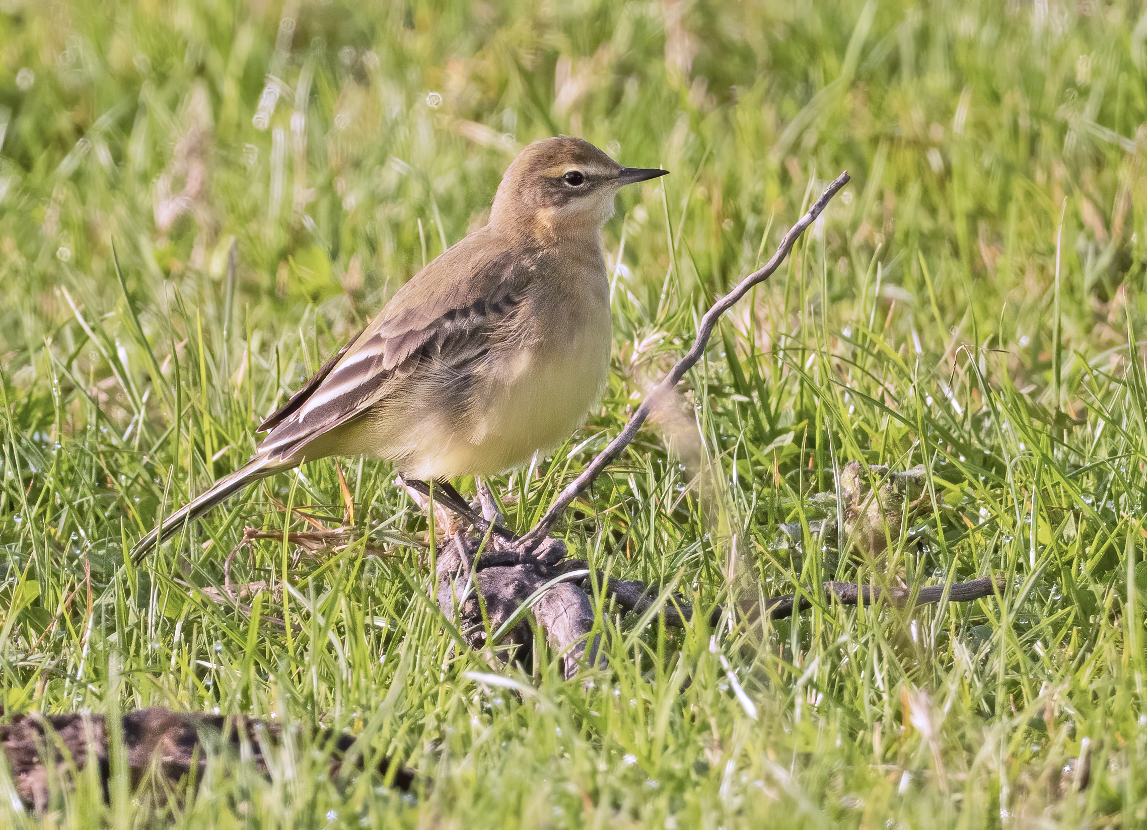 Yellow Wagtail - Motacilla flava