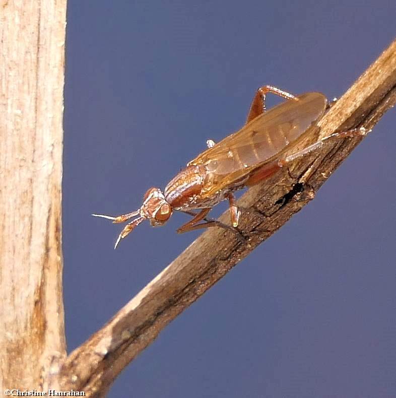 Marsh fly (Sepedon sp.)