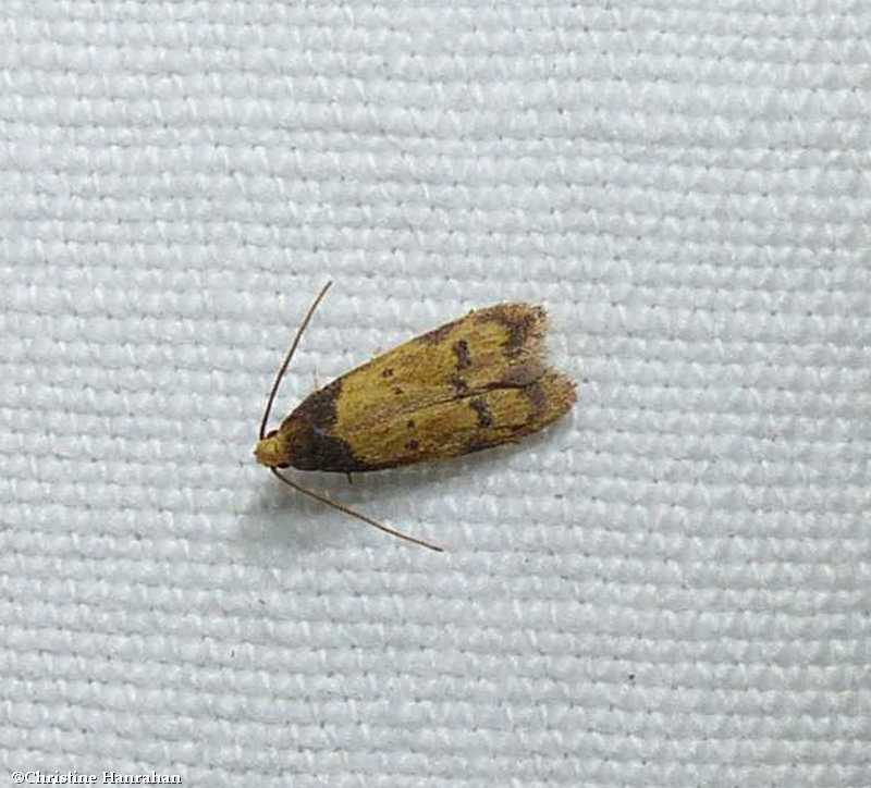 Twirler moth (Gerdana caritella), #1144