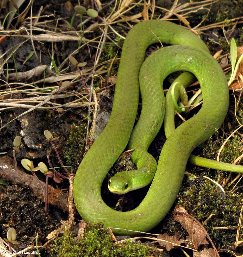 Smooth green snake   (<em>Opheodrys vernalis</em>)