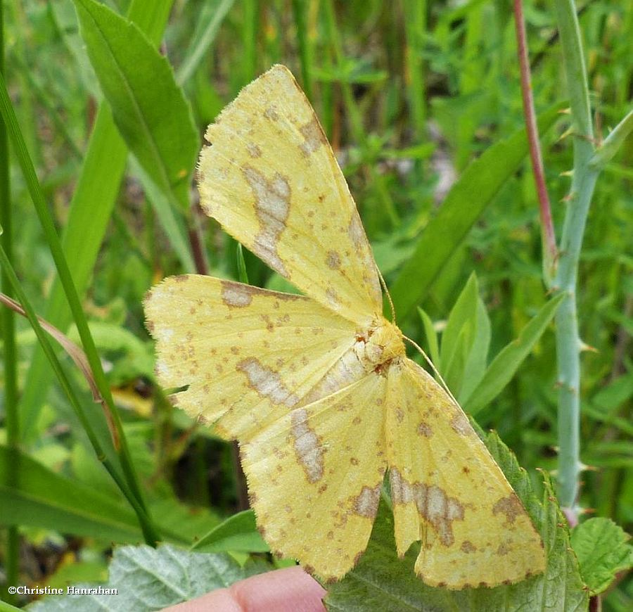 Crocus geometer moth (<em>xanthotype</em>)