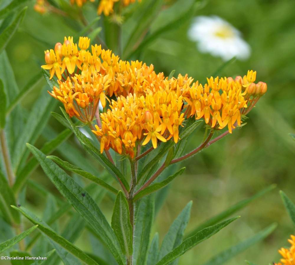 Butterfly weed (<em>Asclepias tuberosa</em>)