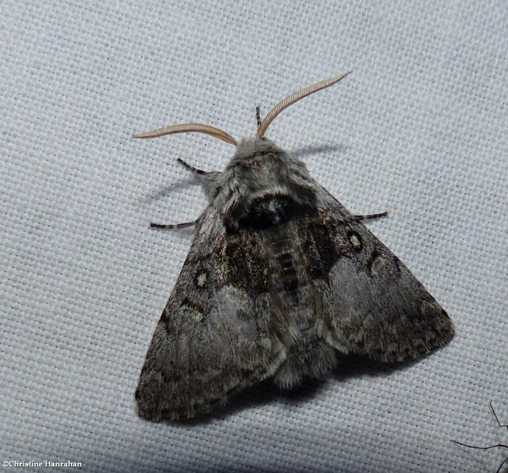Saddled yellowhorn moth (<em>Colocasia flavicornis</em>), #9184