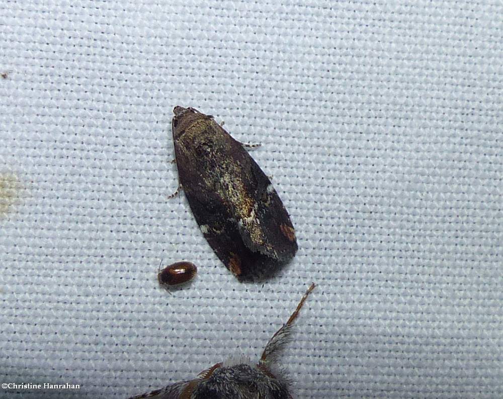 Variegated midget moth (<em>Elaphria versicolor</em>), #9678