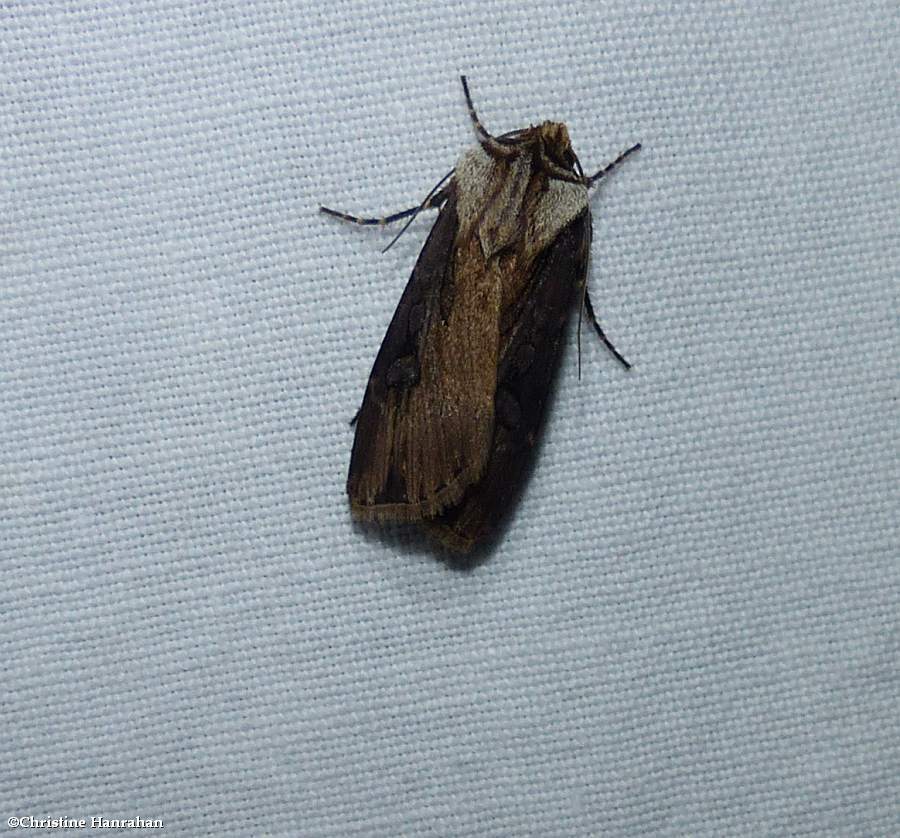 Voluble dart (<em>Agrotis volubilis</em>), #10659