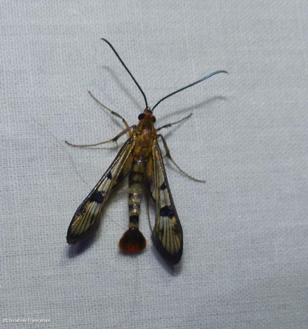 Maple callus borer moth (<em>Synanthedon acerni</em>), #2554