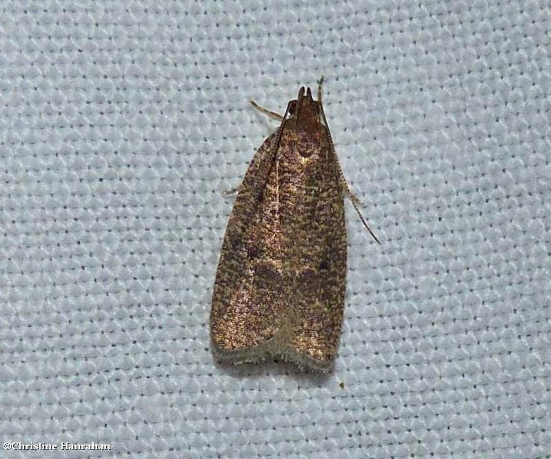 Dotted leaftier moth  (Psilocorsis reflexella), #0957