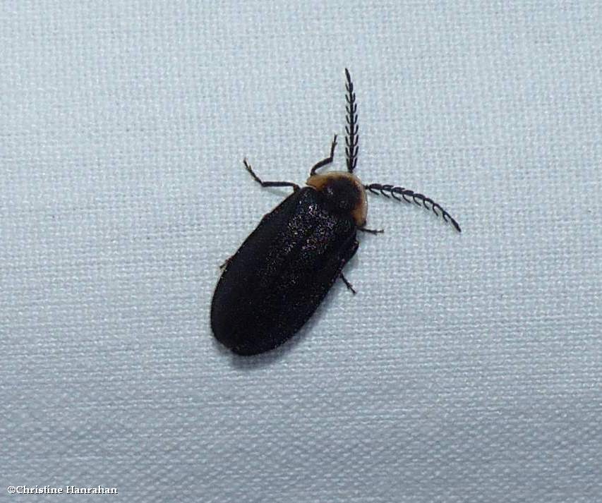 Firefly (<em>Pollaclasis bifaria</em>)