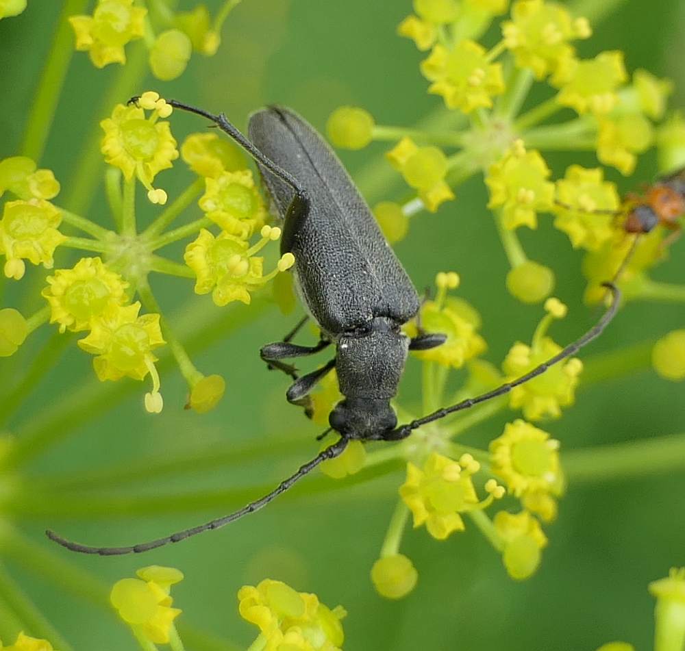 Flower long-horned beetle  (<em>Trachysida mutabilis</em>)