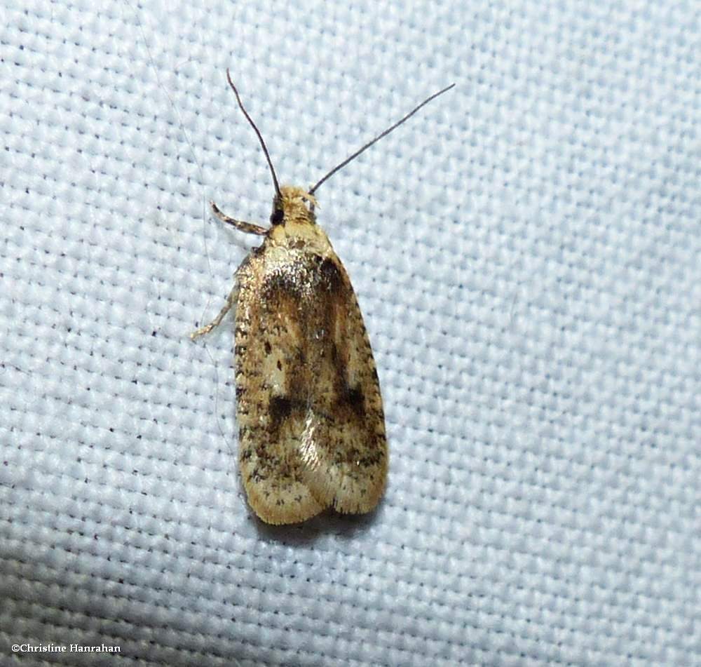 Twirler moth (<em>Agonopterix flavicomella</em>), #0880