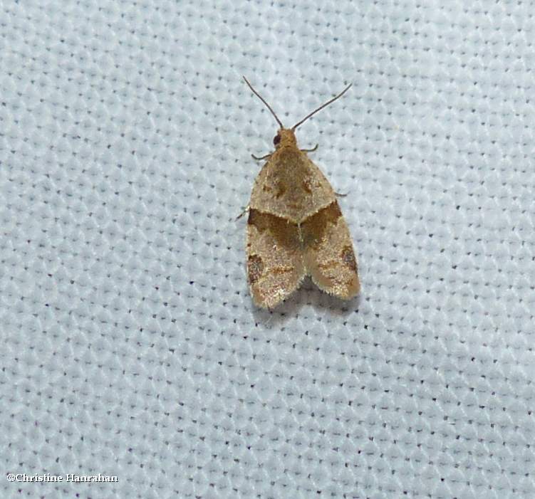Garden tortrix moth (Clepsis peritana)