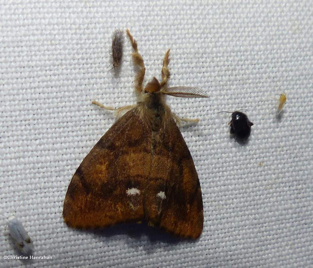 Rusty tussock moth (<em>Orgyia antiqua</em>), #8308
