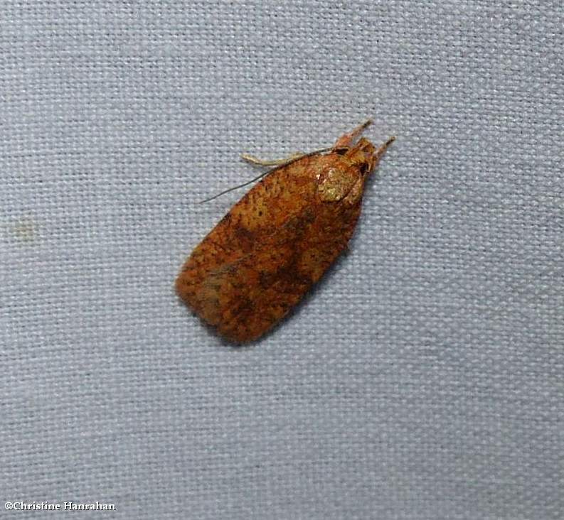 Four-dotted agonopterix moth (Agonopterix robiniella), #0882