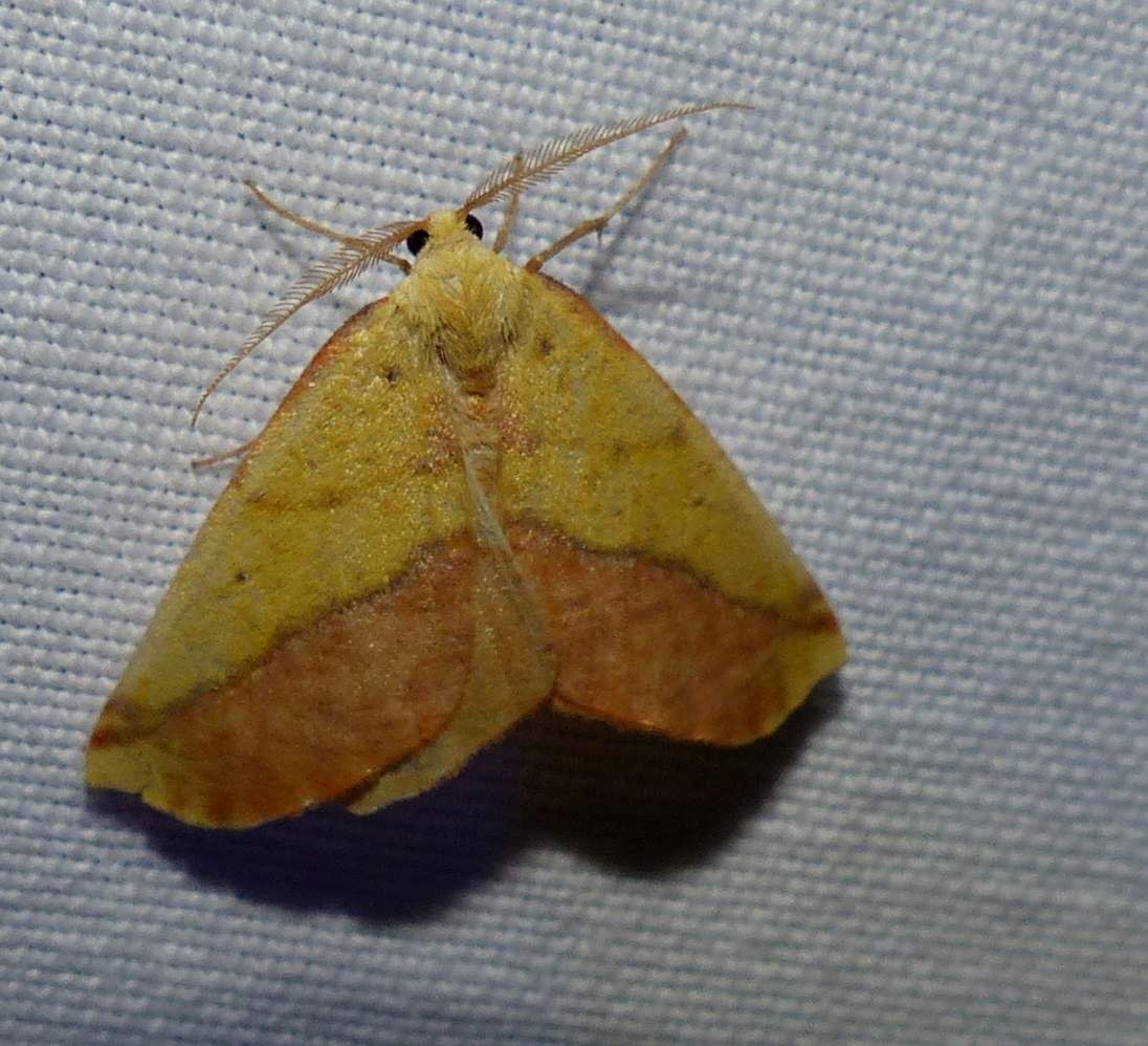 Sharp-lined yellow moth   (<em>Sicya macularia</em>), #6912