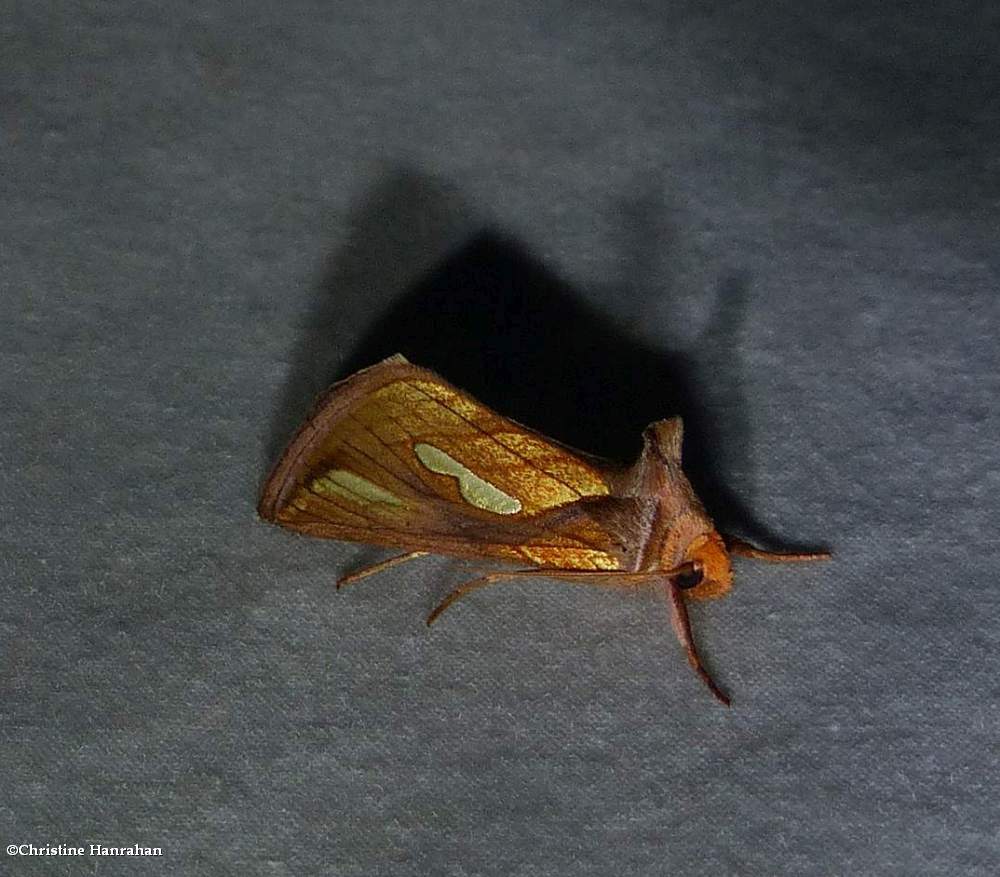 Connected looper moth (<em>Plusia contexta</em>),  #8952