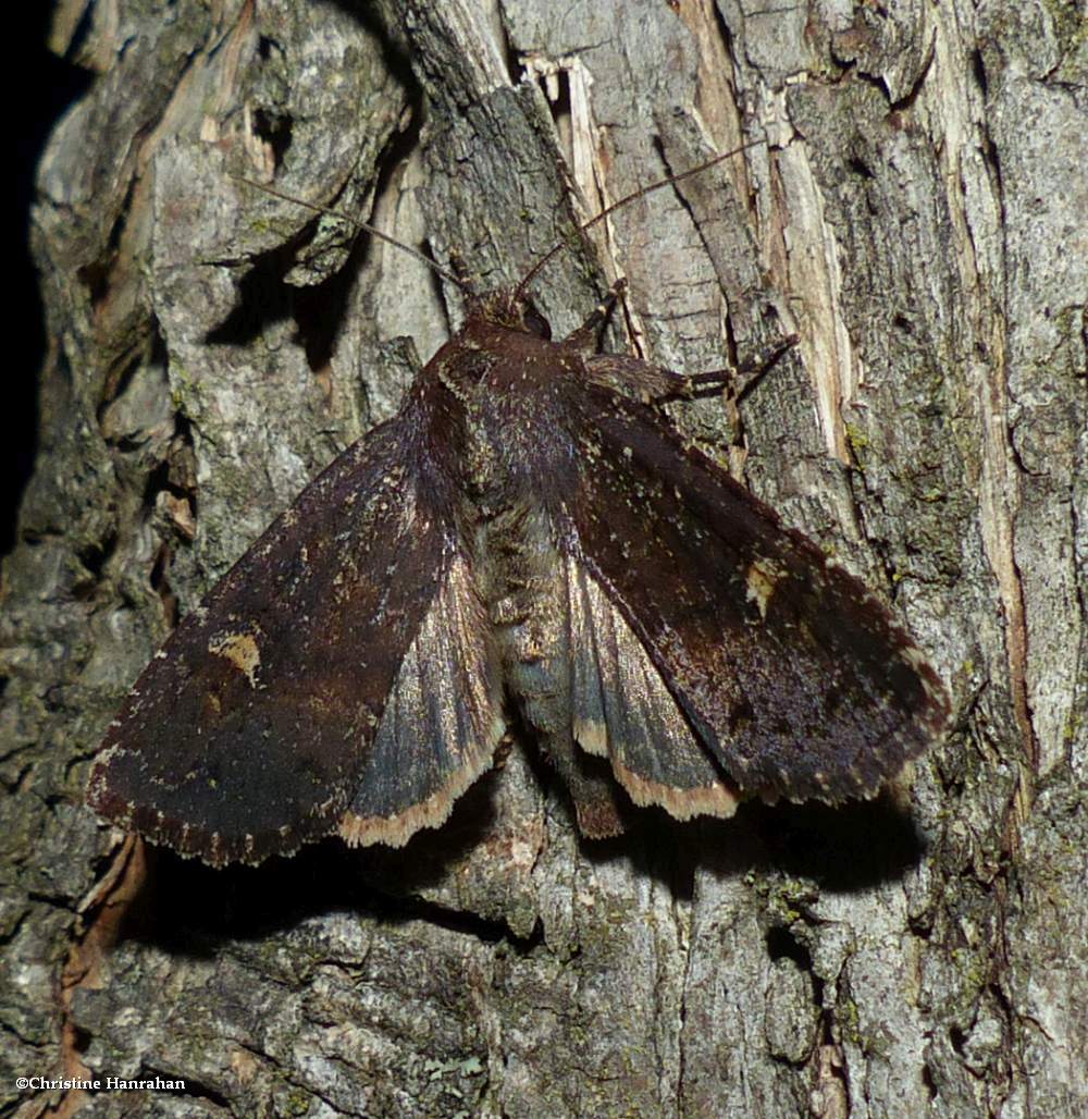 Doubtful apamea moth  (<em>Apamea dubitans</em>), #9367