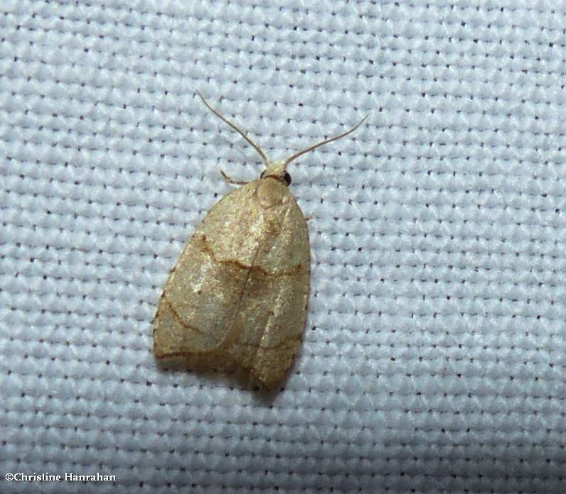 The batman moth (Coelostathma discopunctana), #3747