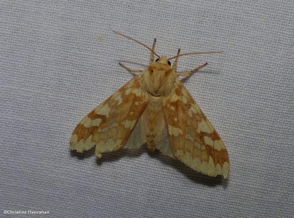Spotted tussock moth (<em>Lophocampa maculata</em>), #8214
