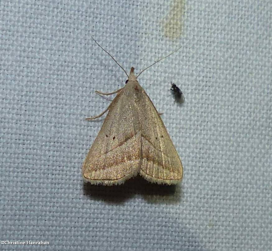 Slant-lined owlet moth  (<em>Macrochilo absorptalis</em>),   #8357