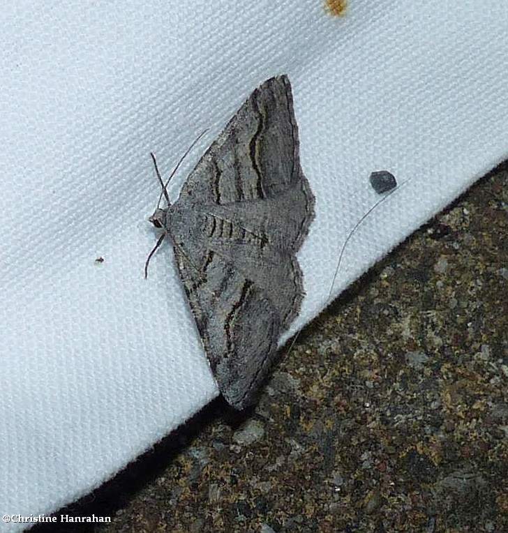 Curve-lined angle moth  (Digrammia continuata), #6362