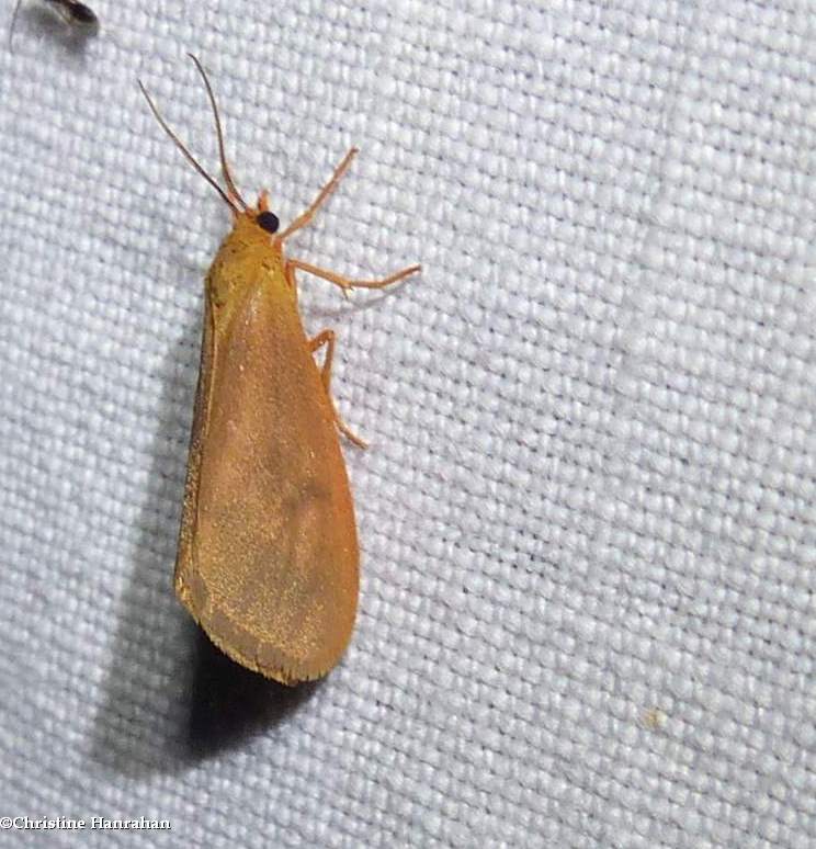 Orange virbia moth (Virbia aurantiaca),   #8121