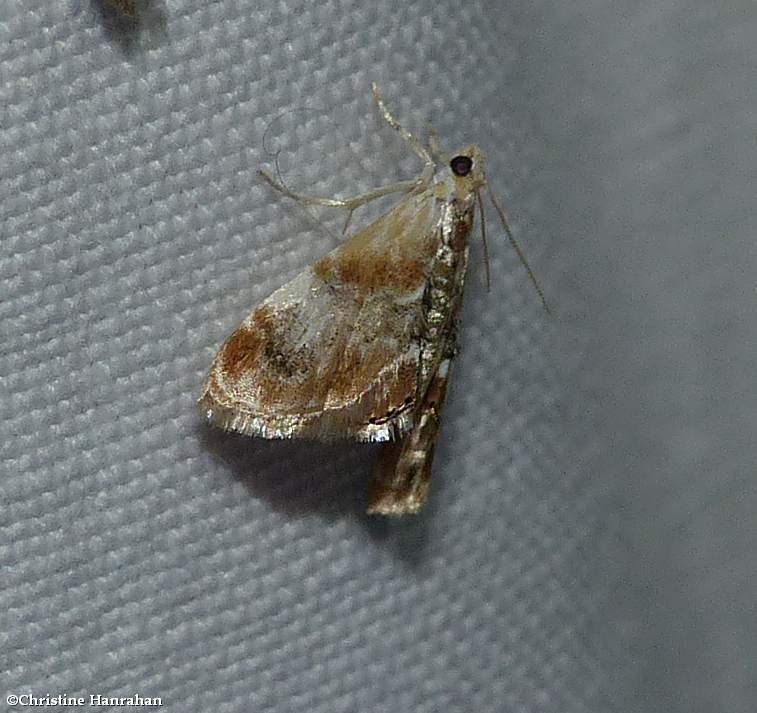Julia's dicymolomia moth (Dicymolomia julianalis), #4889