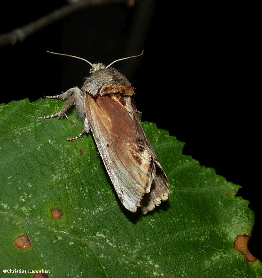 Red-humped caterpillar moth (<em>Schizura concinna</em>), #8010