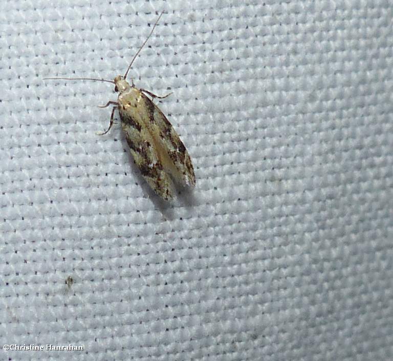 Gelechiid moth (Coleotechnites)