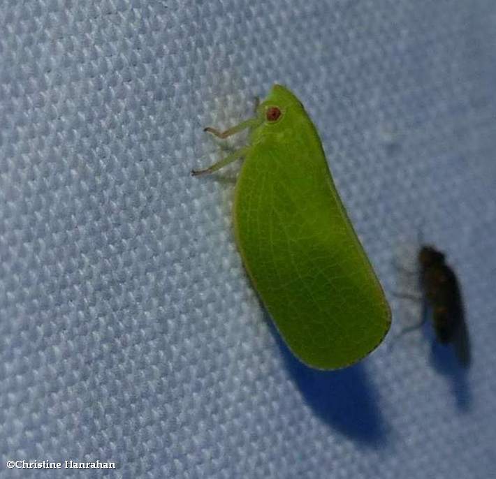 Green coneheaded planthopper (Acanalonia conica)